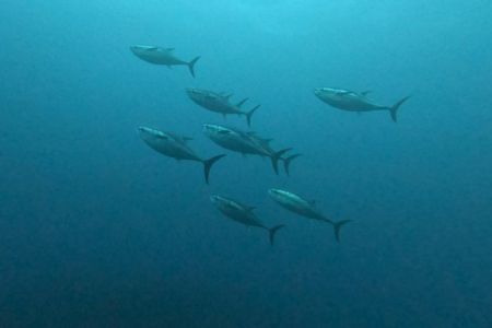 2026.2.7の神子元　極寒でも海は激アツ！ハンマー大群＆マグロ乱入DAY！