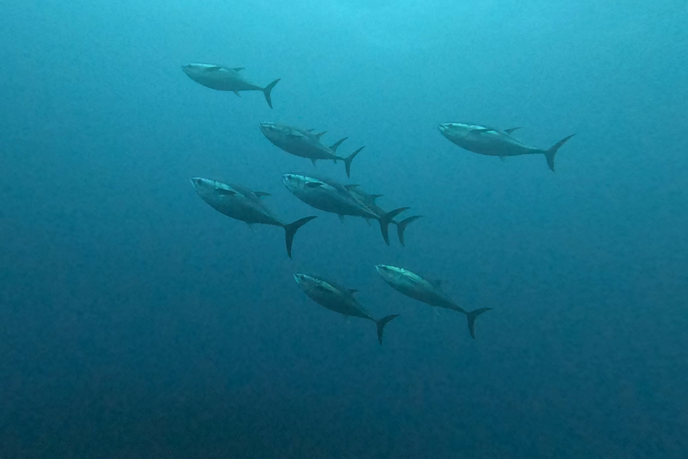 2026.2.7の神子元　極寒でも海は激アツ！ハンマー大群＆マグロ乱入DAY！