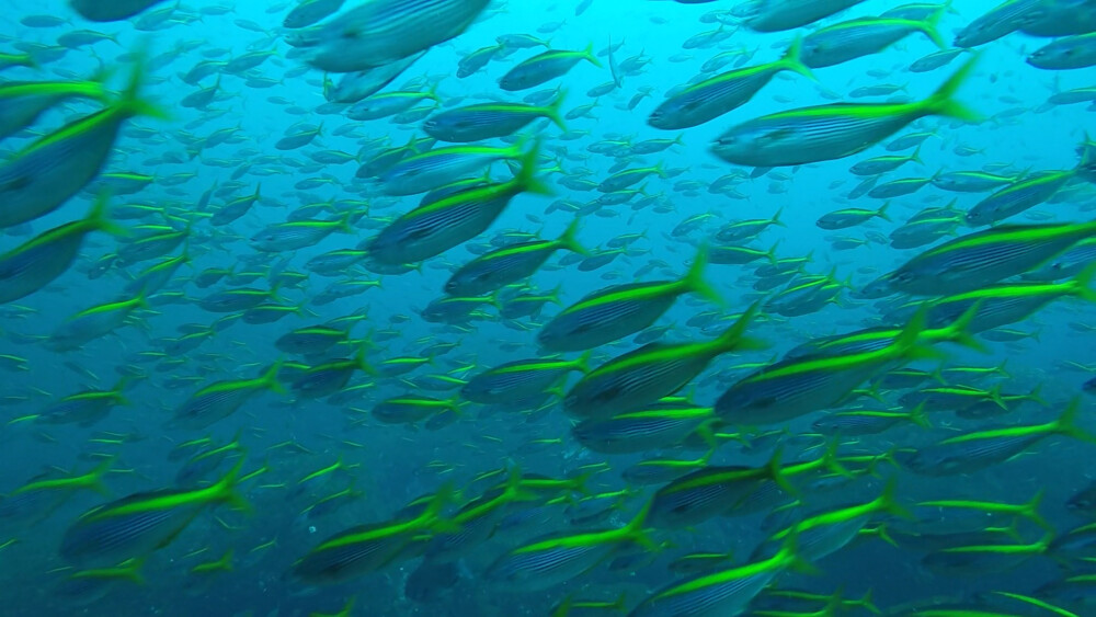 2026.03.20の神子元島 本日より再開！！タカベの乱舞♪♪