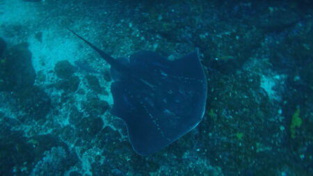 2026.03.11の神子元島　魚影濃く！沖待ち2DV！！