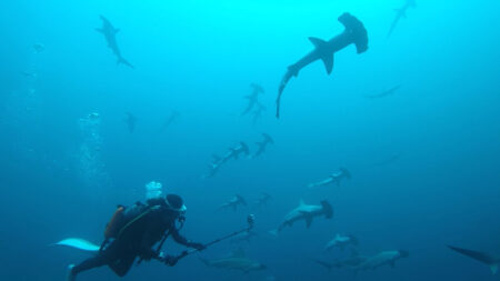 2026.03.22の神子元島 凪!!真打登場!!