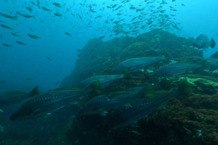 2026.3.8の神子元　待望の下り潮！ハンマーはまさかの大苦戦！
