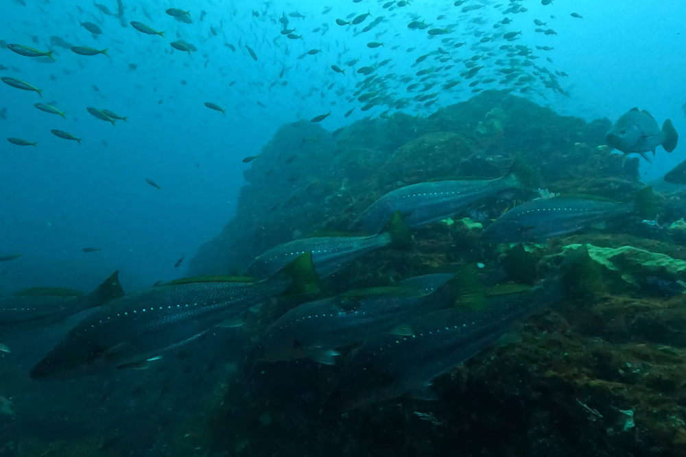 2026.3.8の神子元　待望の下り潮！ハンマーはまさかの大苦戦！
