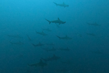 2026.3.1の神子元　3月も好調スタート！ハンマー群れ連発！