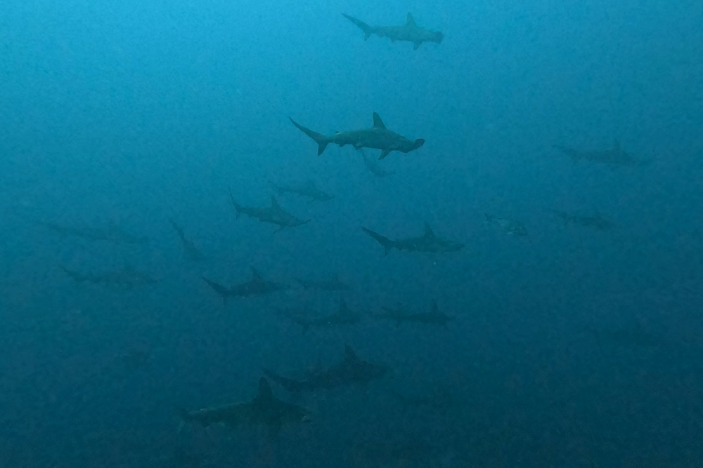 2026.3.1の神子元　3月も好調スタート！ハンマー群れ連発！