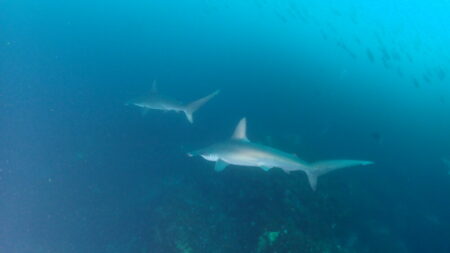 2026.03.28の神子元島　まさかの透明度ダウン！