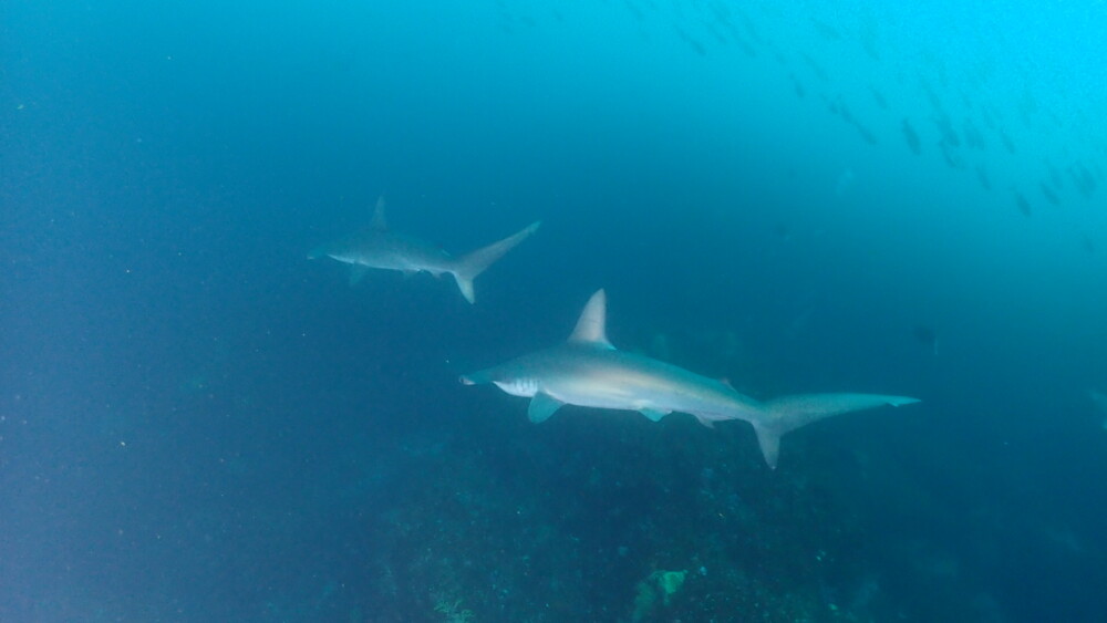 2026.03.28の神子元島 まさかの透明度ダウン!