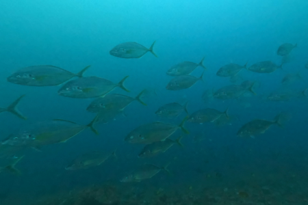 2026.04.12の神子元島 4月初出航、透視度低下もハンマー確認&魚影良好