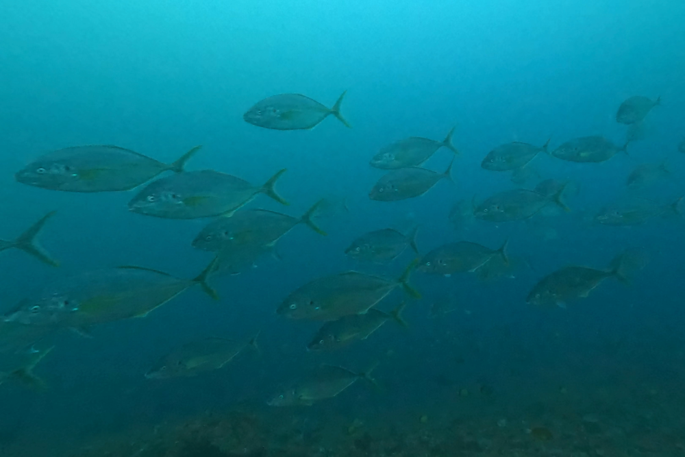 2026.04.12の神子元島 4月初出航、透視度低下もハンマー確認&魚影良好